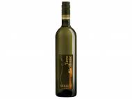 Grillo di Sicilia
