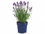 Lavanda , prezzo 2,99 € per Al vaso
- Vaso Ø ...