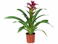 Vriesea or Guzmania
