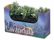 Lavanda , prezzo 2,99 € per Alla confezione
- Confezione ...