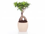 Bonsai Ficus Ginseng