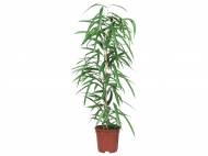 Piante verdi , prezzo 4,99 € per Al vaso
- Vaso ...