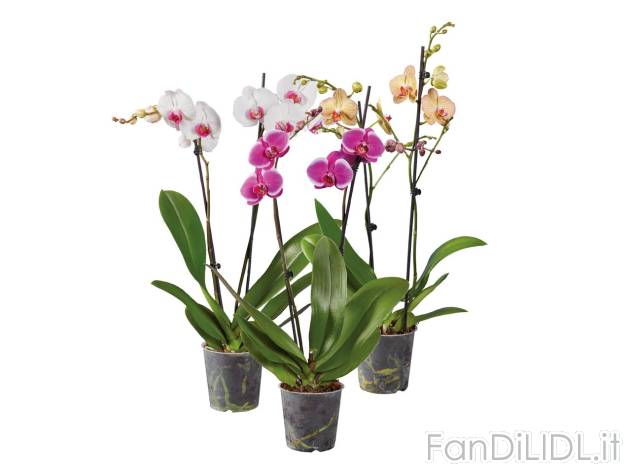 Phalaenopsis, 2 steli , prezzo 7.99 EUR