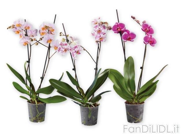 Phalaenopsis 2 steli , prezzo 9.99 EUR