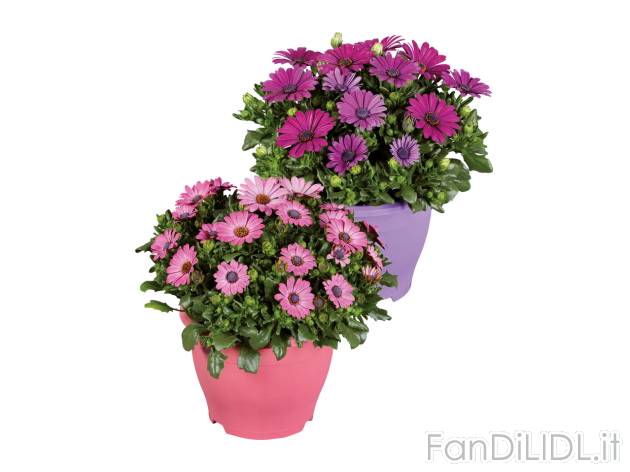 Osteospermum , prezzo 4.99 EUR