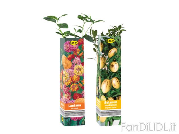 Piante da giardino , prezzo 1.99 EUR