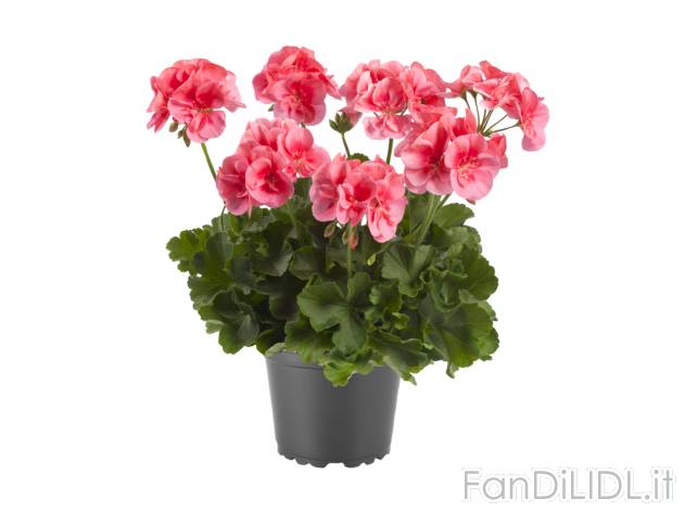 Piantine fiorite , prezzo 2.49 EUR