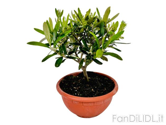 Pianta di ulivo , prezzo 11.99 EUR