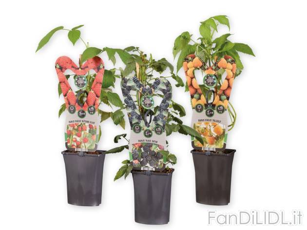 Piante da bacca , prezzo 2.99 EUR