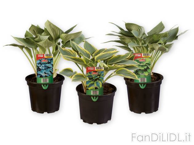 Hosta , prezzo 3.99 EUR