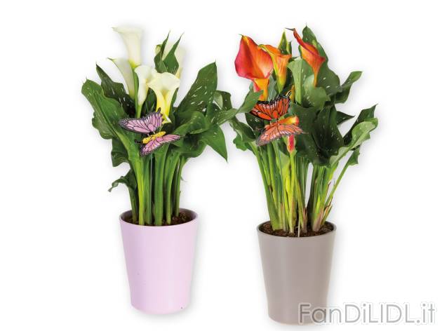 Calla , prezzo 6.99 EUR