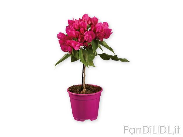 Bougainvillea , prezzo 6.99 EUR