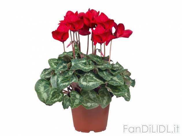 Ciclamini , prezzo 1,99 &#8364; per Al vaso 
- Vaso &Oslash; 12 cm 
- Annaffiare ...