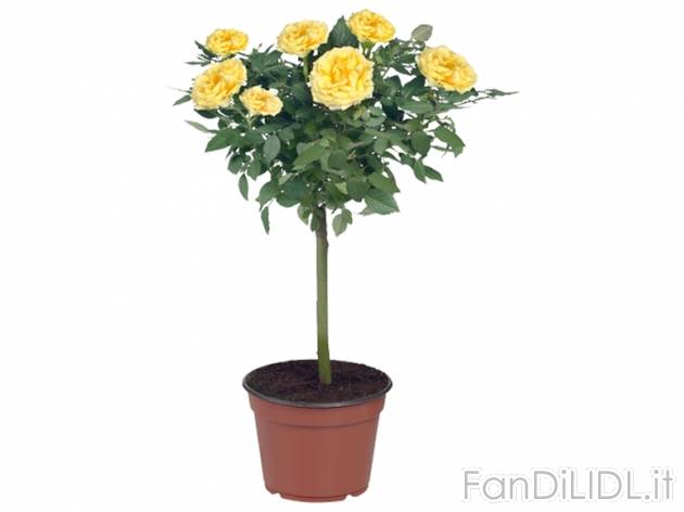 Rose a fusto alto , prezzo 4,99 &#8364; per Al vaso 
- Vaso &#216; 13 cm ...