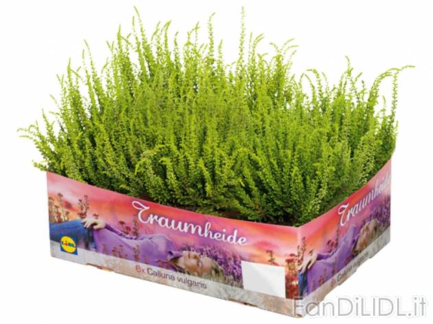 Calluna , prezzo 4,99 &#8364; per Alla confezione 
- Vaso singolo &#216; ...