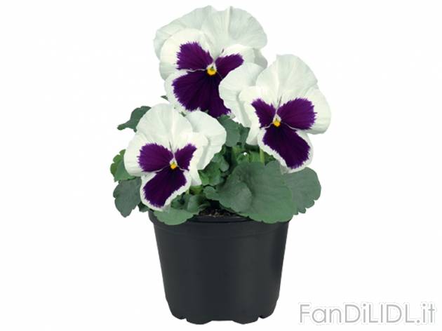 Viole del pensiero , prezzo 0,59 &#8364; per Al vaso 
- Vaso &Oslash; 9 ...