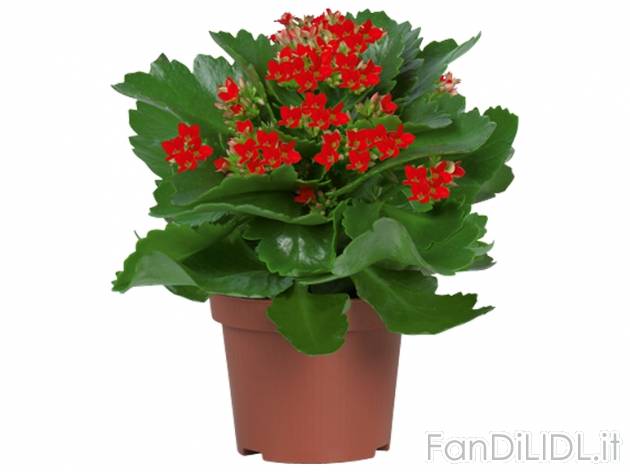 Piante fiorite , prezzo 1,99 &#8364; per Al vaso 
- Vaso &Oslash; 10 cm ...