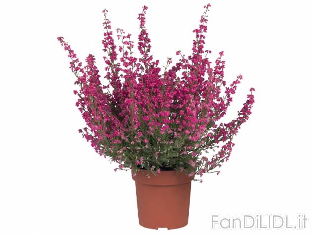 Erica Gracillis , prezzo 1,69 &#8364; per Al vaso 
- Vaso &Oslash; 11 cm ...