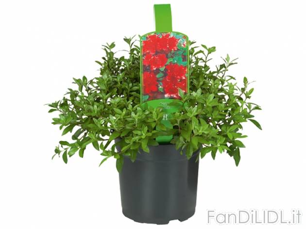 Rododendro o Azalee , prezzo 3,99 &#8364; per Al vaso 
- Vaso &Oslash; 14,8 ...