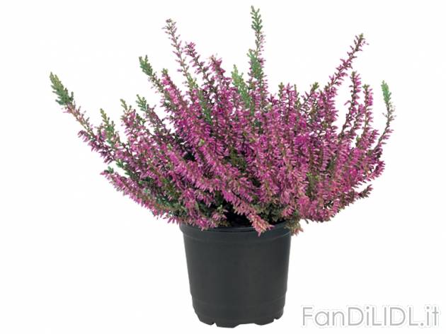 Calluna Vulgaris , prezzo 0,99 &#8364; per Al vaso 
- Vaso &Oslash; 9 cm ...