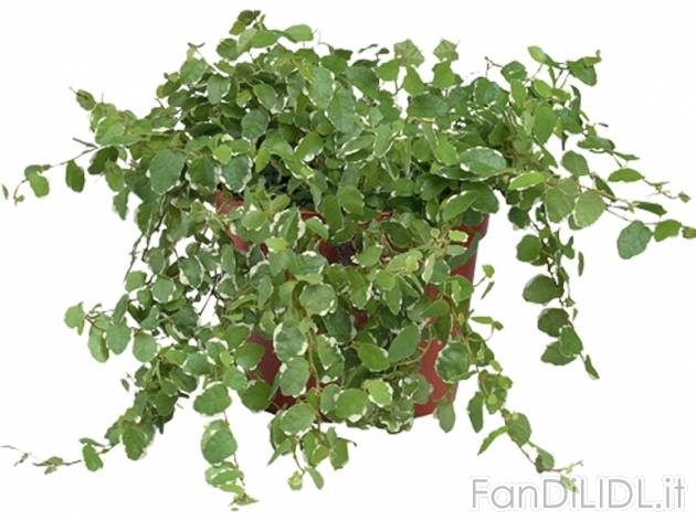 Piante rampicanti o felci , prezzo 1,99 &#8364; per Al vaso 
- Vaso &Oslash; ...