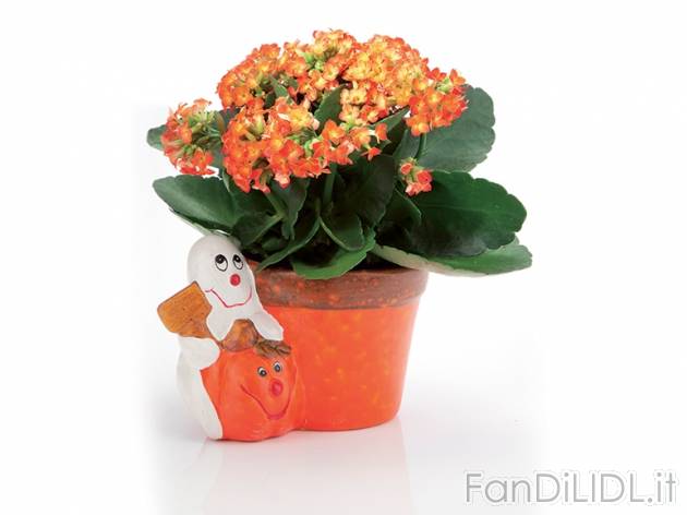 Kalanchoe in vaso di Halloween , prezzo 2,99 &#8364; per Al vaso 
- Vaso in ...