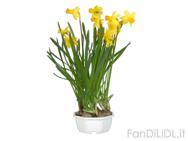 Narcisi , prezzo 2,99 &#8364; per 
- Vaso diametro 12 cm
- Annaffiare regolarmente
- ...