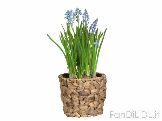 Bulbi in cestino , prezzo 2,99 &#8364; 
- Vaso decorato diametro 12 cm
- Annaffiare ...