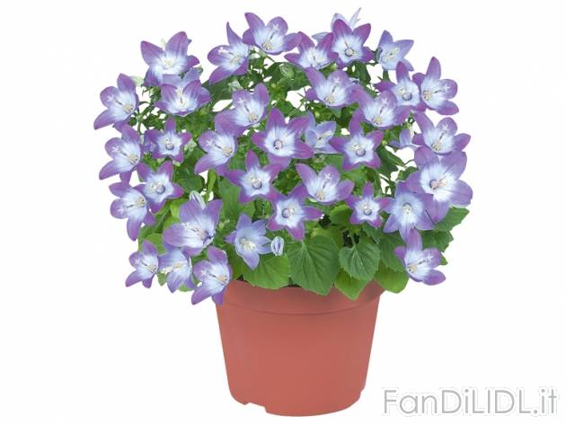 Campanula , prezzo 2,99 &#8364; per Al vaso 
- Vaso &#216; 10,5 cm
- Anaffiare ...