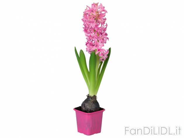 Giacinti , prezzo 0,88 &#8364; per Al vaso 
- Vaso 6,7 x 6,7 cm
- Anaffiare ...
