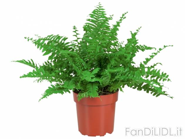 Nephrolepis , prezzo 1,99 &#8364; per Al vaso 
- Vaso &#216; 11,5 cm
- ...