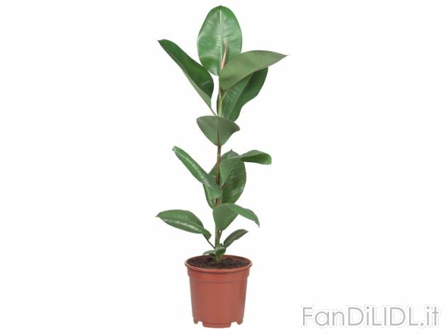 Piante verdi , prezzo 4,99 &#8364; per Al vaso 
- Vaso &Oslash; 17 cm
- ...