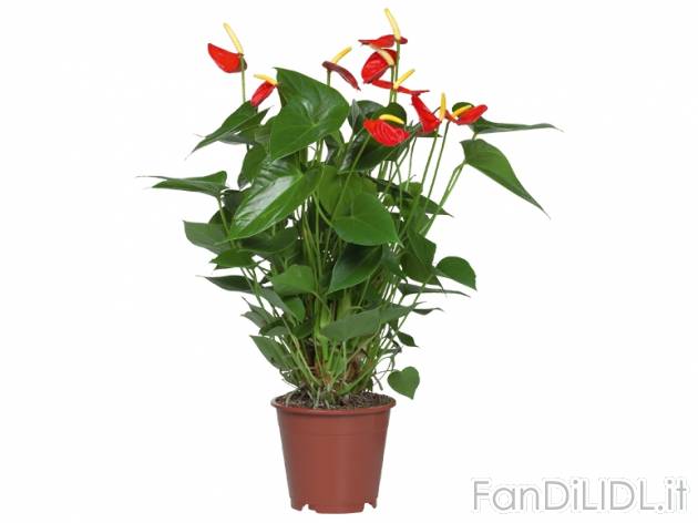 Anthurium Andreanum , prezzo 4,99 &#8364; per Al vaso 
- Vaso &Oslash; 12 ...