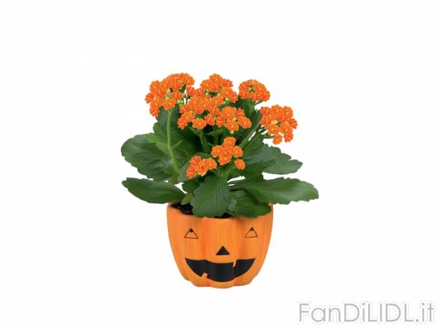 Piantine fiorite in vaso di Halloween , prezzo 2,99 &#8364; per Al vaso 
- Vaso ...