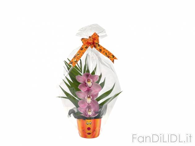 Cymbidium in vaso di Halloween , prezzo 3,99 &#8364; per Alla confezione 
- ...