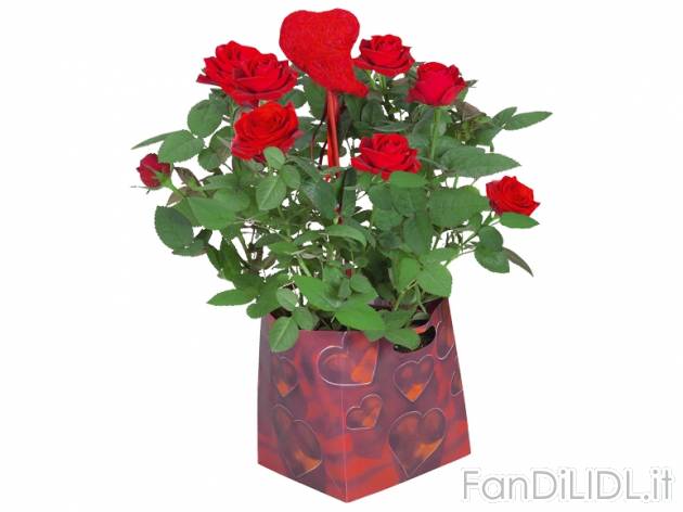 Rose in confezione regalo , prezzo 3,99 &#8364; per Alla confezione 
- Confezione ...