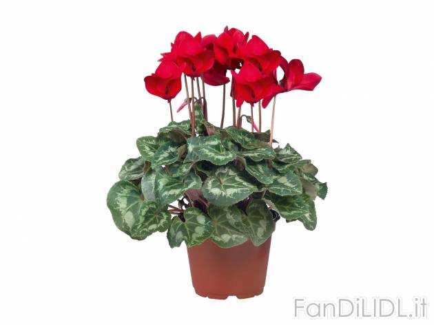 Ciclamini , prezzo 1.99 &#8364; per Al vaso 
- Vaso &Oslash; 12 cm
- Annaffiare ...
