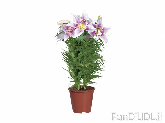 Lilium , prezzo 6.99 &#8364; per Al vaso 
- Vaso &Oslash; 19 cm
- Altezza ...