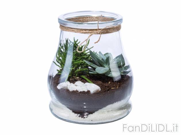 Succulente in vaso decorativo , prezzo 5.49 &#8364; per Al vaso 
- Vaso di vetro ...