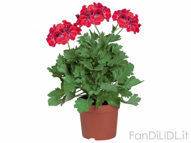 Pelargonium Grandiflorum , prezzo 2,49 &#8364; per Al vaso 
- Vaso &oslash; ...