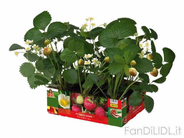 Piantine di fragole , prezzo 3,99 &#8364; per Al vassoio 
- Vassoio da 6 piantine, ...