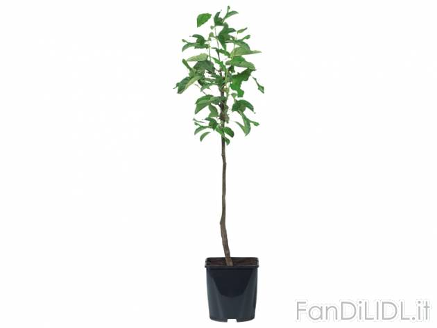 Piante da frutto , prezzo 8,99 &#8364; per Al vaso 
- Vaso 18 x 18 cm
- Variet&agrave;: ...