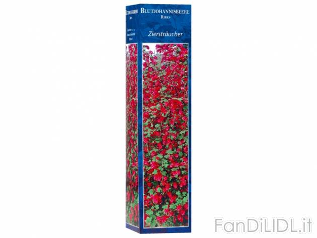 Arbusti ornamentali , prezzo 1,99 &#8364; per Alla confezione 
- Confezione ...