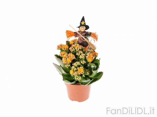 Kalanchoe Halloween , prezzo 1.99 &#8364; per Al vaso 
- Vaso &Oslash; 11 ...