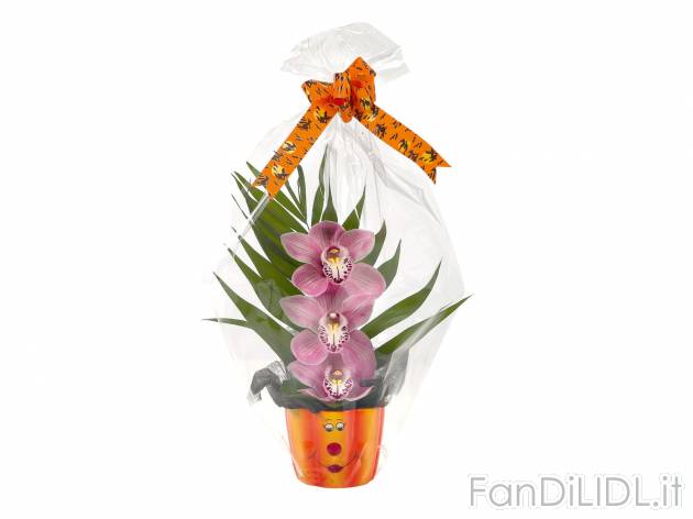 Cymbidium in vaso di Halloween , prezzo 4.99 &#8364; per Al vaso 
- Vaso in ...