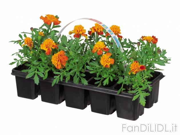 Piantine da giardino , prezzo 2,99 &#8364; per Al vassoio 
- Vassoio da 10 ...
