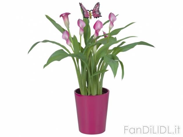 Calla in vaso di ceramica , prezzo 7,99 &#8364; per Al vaso 
- Vaso in ceramica ...