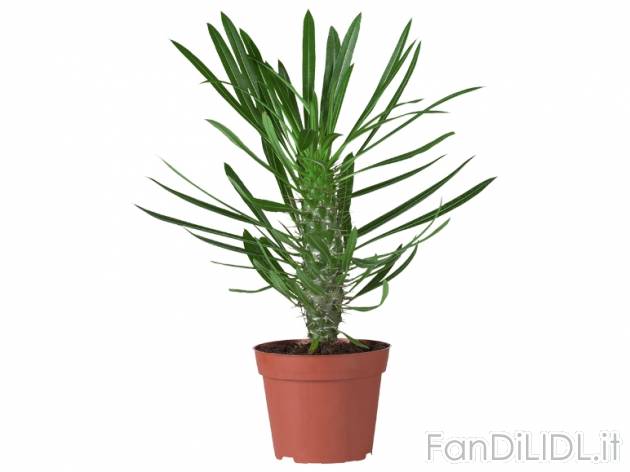 Palme assortite , prezzo 5,99 &#8364; per Al vaso 
- Vaso &#216; 14 cm
- ...