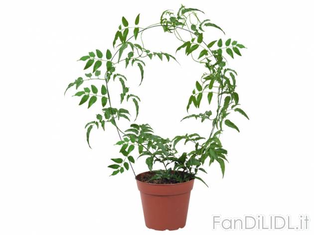Stephanotis, Gelsomino o Gardenia , prezzo 5,99 &#8364; per Al vaso 
- Vaso ...