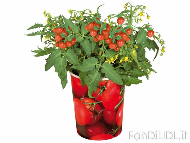 Piante da frutto , prezzo 2,99 &#8364; per Al vaso 
- Vaso decorato &#248; ...